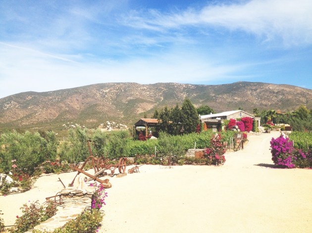 Viñas de Garza - bajatheothercalifornia.com