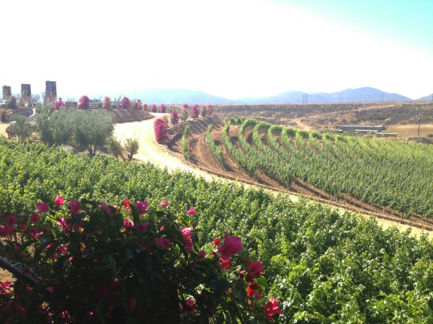 Viñas de Garza - bajatheothercalifornia.com