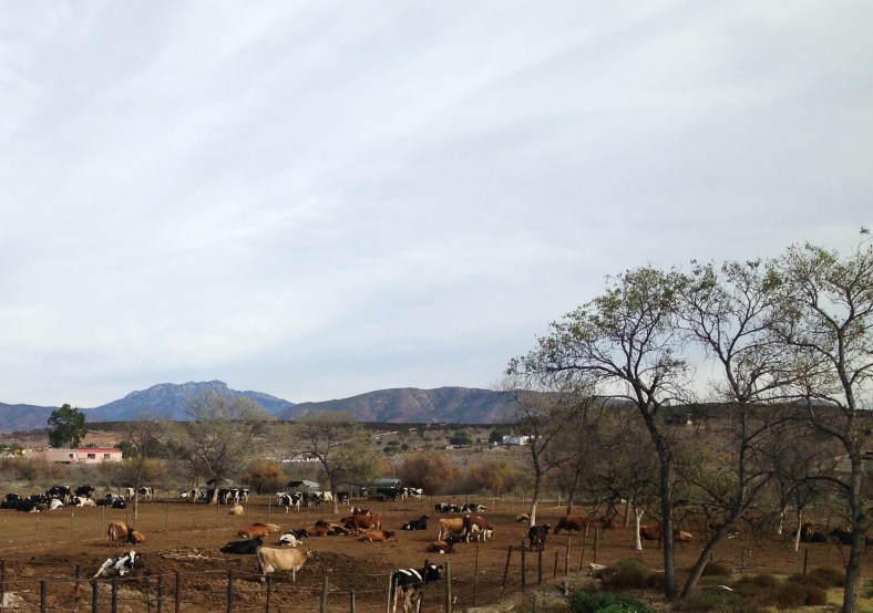 Rancho Cortes Valle de Guadalupe Guadalupe Valley Baja - www.bajatheothercalifornia.com